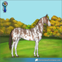 Horse Color:Bay Sabino Appaloosa