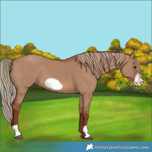 Horse Color:Red Dun Frame 