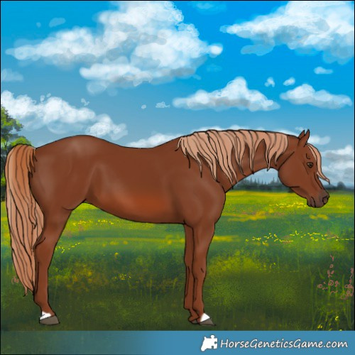Horse Color:Chestnut 