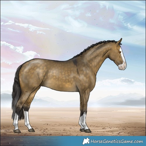 Horse Color:Buckskin Dun Splash 