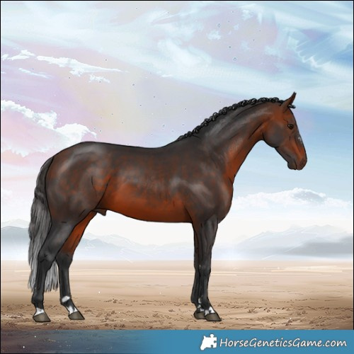 Horse Color:Bay 