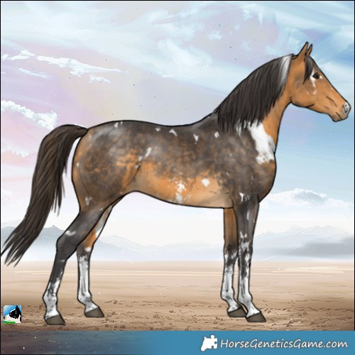 Horse Color:White Spotted Buckskin Sabino 