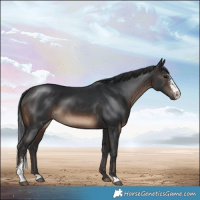 Horse Color:Brown Sabino