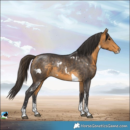 Horse Color:White Spotted Buckskin Sabino