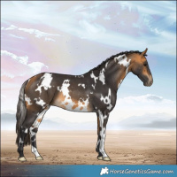 Horse Color:White Spotted Buckskin Rabicano 