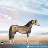 Horse Color:Buckskin Sabino 
