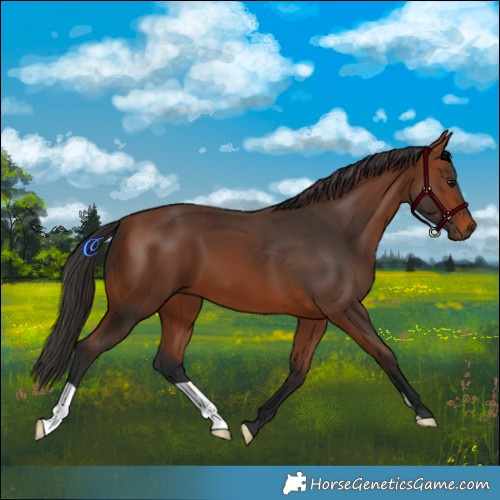 Horse Color:Bay 