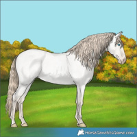 Horse Color:Smoky Creme Roan Dun 