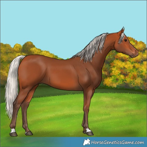 Horse Color:Silver Bay