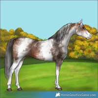 Horse Color:White Spotted Bay 