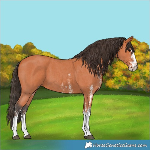 Horse Color:Bay Sabino