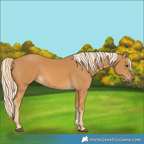 Horse Color:Palomino 