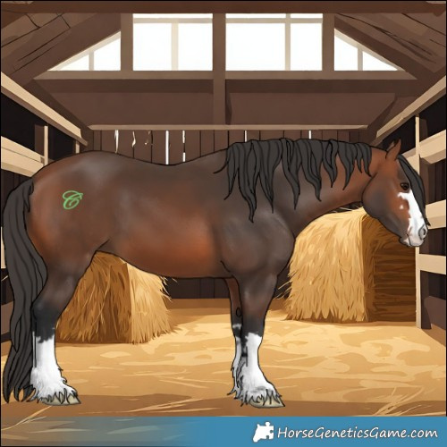 Horse Color:Bay 