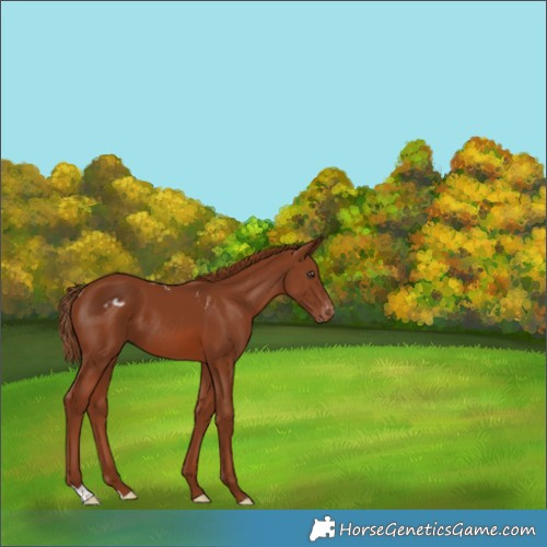 Horse Color:Chestnut Skewed Appaloosa 