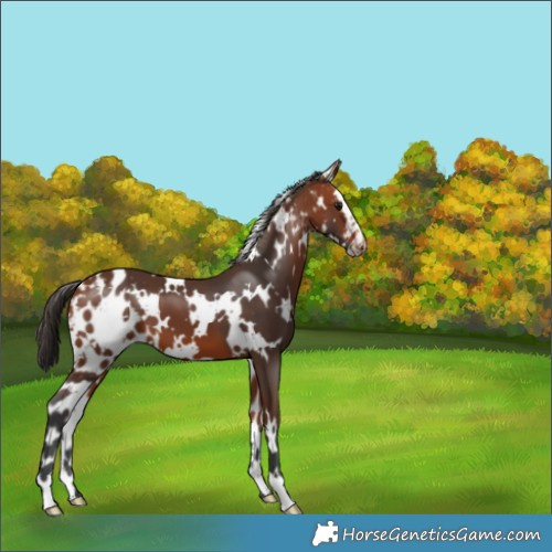 Horse Color:White Spotted Bay Skewed Appaloosa 