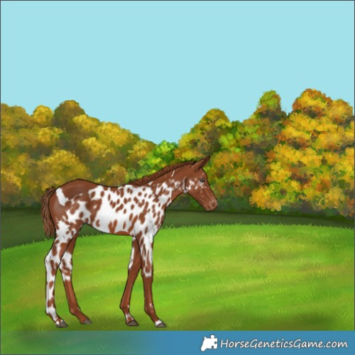Horse Color:White Spotted Chestnut Skewed Appaloosa
