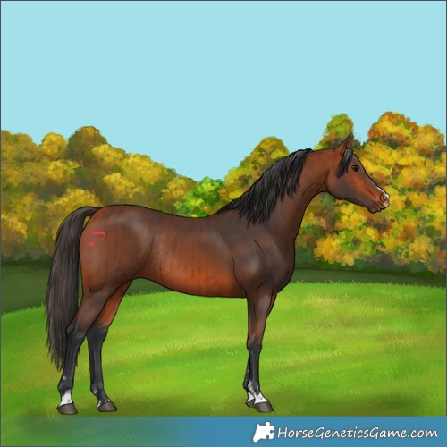 Horse Color:Bay Rabicano and Bay Rabicano