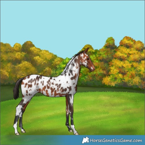 Horse Color:White Spotted Bay Appaloosa 