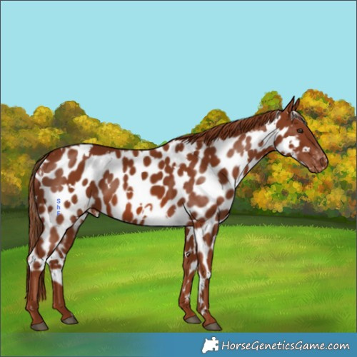 Horse Color:White Spotted Chestnut Skewed Appaloosa 