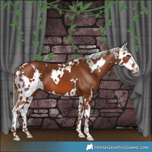 Horse Color:White Spotted Chestnut Skewed Appaloosa 