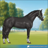 Horse Color:Smoky Black  and Smoky Black 