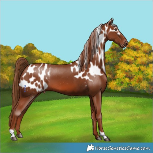 Horse Color:Chestnut Skewed Appaloosa