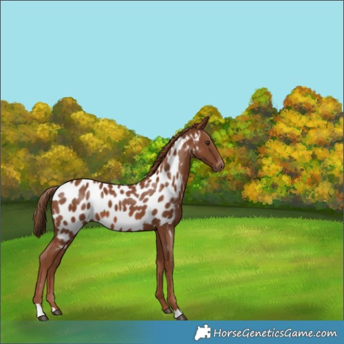Horse Color:Chestnut Appaloosa 
