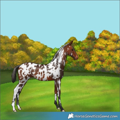 Horse Color:White Spotted Bay Skewed Appaloosa 