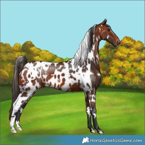 Horse Color:White Spotted Bay Skewed Appaloosa