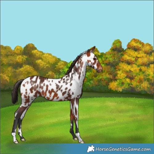 Horse Color:White Spotted Bay Appaloosa 