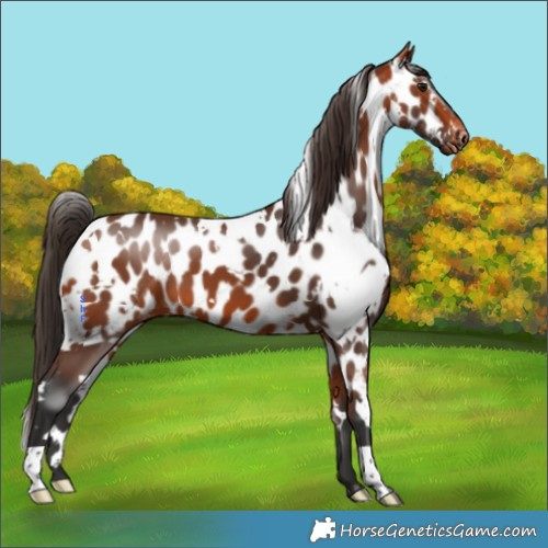 Horse Color:White Spotted Bay Appaloosa 