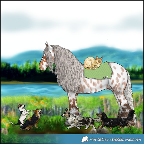 Horse Color:Silver Bay Roan Leopard 