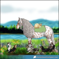 Horse Color:Silver Bay Roan Leopard 