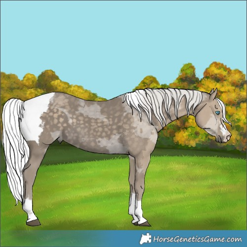 Horse Color:Silver Smoky Black Merle 