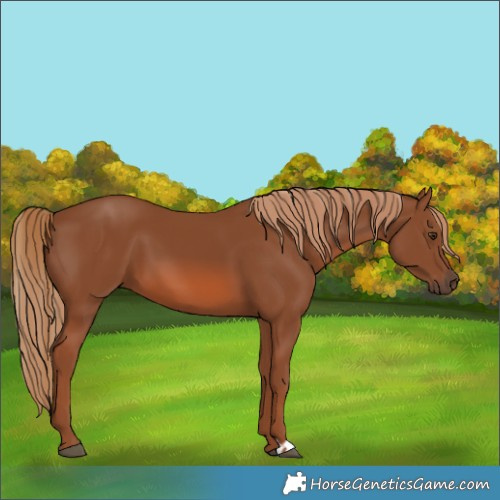 Horse Color:Chestnut 