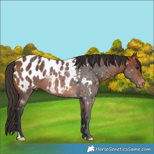 Horse Color:Bay Appaloosa 