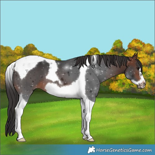 Horse Color:Brown Tobiano Frame