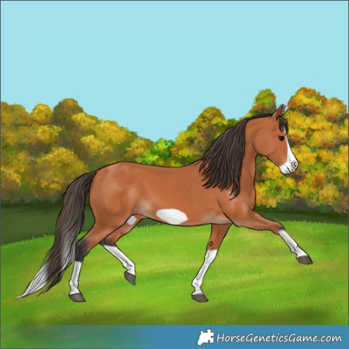 Horse Color:Bay Splash Frame 