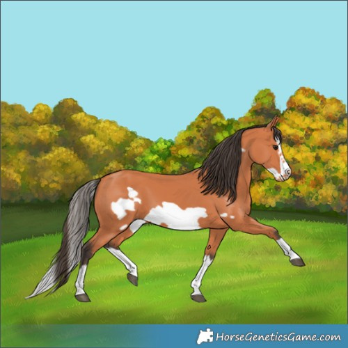Horse Color:Bay Splash Frame 
