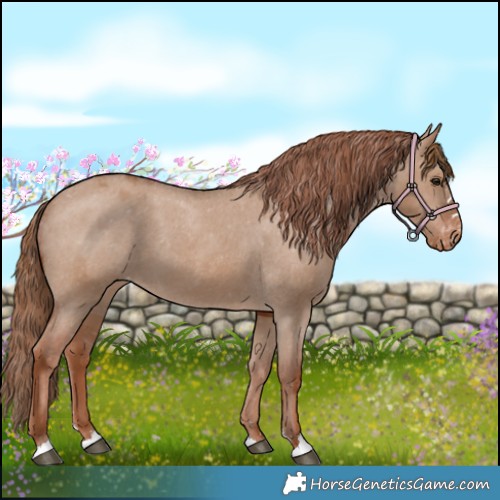 Horse Color:Unknown 