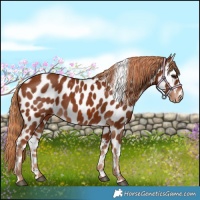 Horse Color:Chestnut Appaloosa 