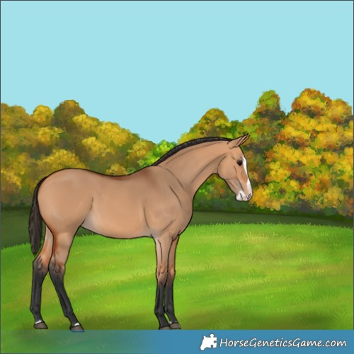 Horse Color:Bay Dun Splash 