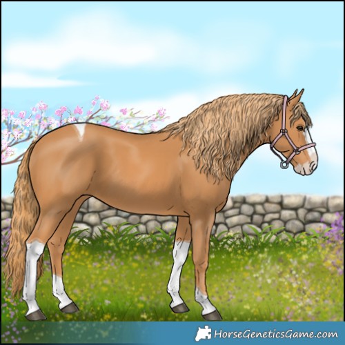 Horse Color:Chestnut Splash Tobiano 