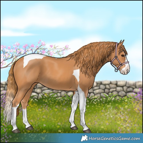 Horse Color:Chestnut Splash Tobiano 
