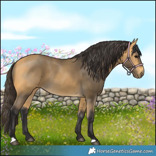 Horse Color:Buckskin 