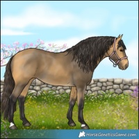 Horse Color:Buckskin 