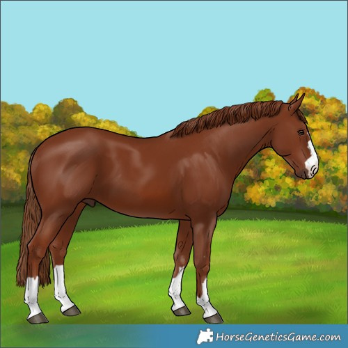 Horse Color:Chestnut 