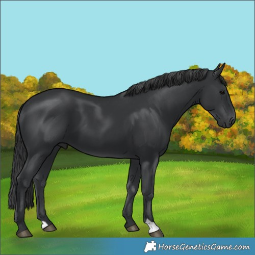 Horse Color:Black 