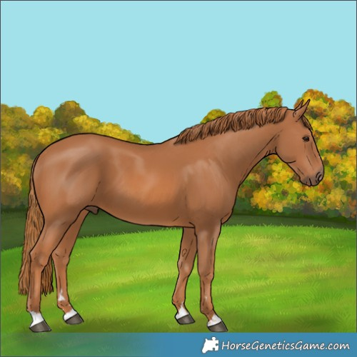 Horse Color:Chestnut 