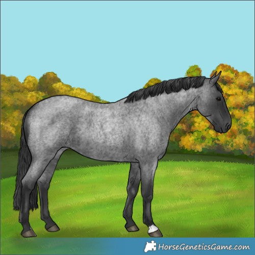 Horse Color:Blue Roan 